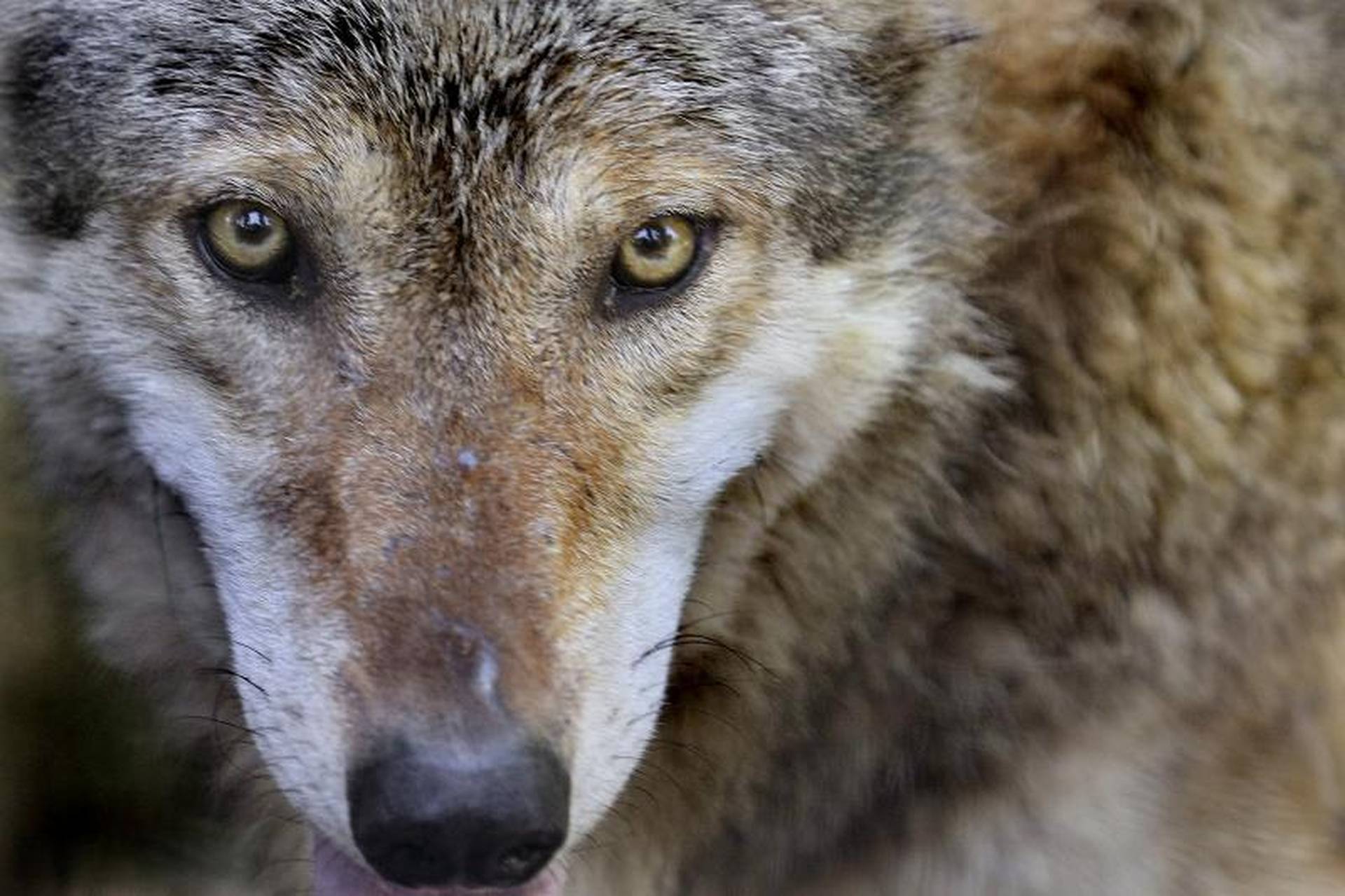 Galerija slika - Osijek: Nisu cijepili vuka koji je ugrizao djevojčicu ...