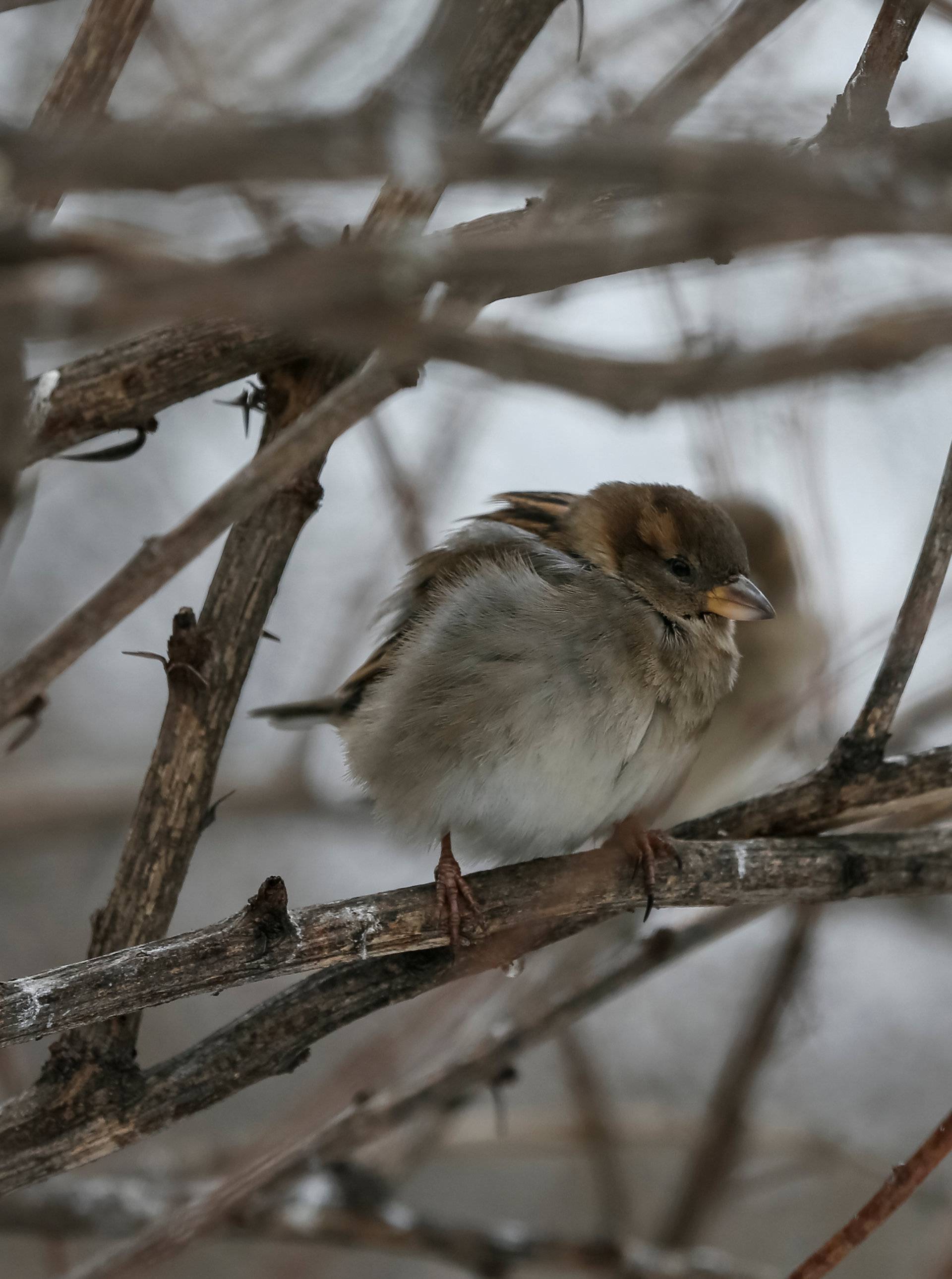 A sparrow perches on a tree in a park in central Kiev