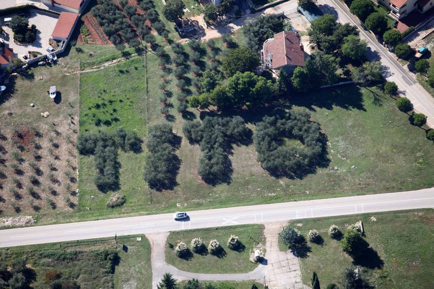 Titov maslinik ima  88 maslina koje daju oko 200 litara ulja