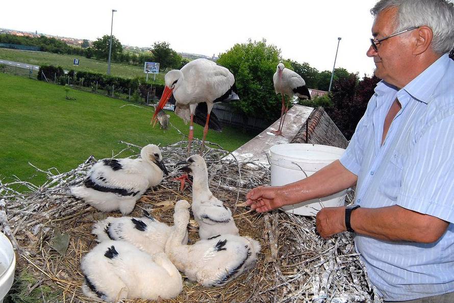 Ivica Galović/PIXSELL