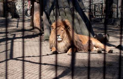 Indijac u zoološkom preskočio ogradu, htio je napraviti selfie s lavom: Lav napao i ubio ga...