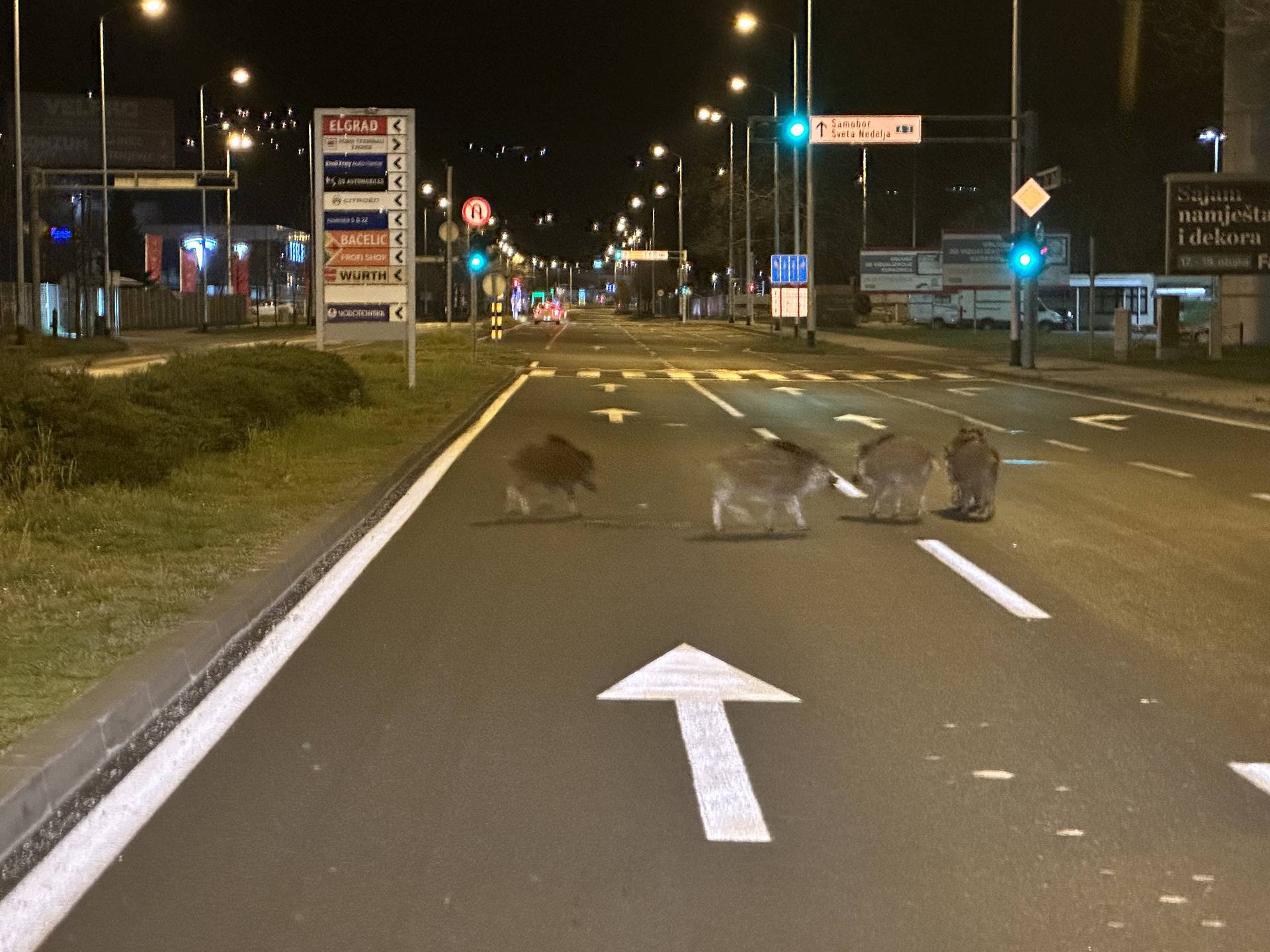 FOTO Kuda idu divlje svinje? Na Jankomir: 'Bilo ih je pet, šest... Prešetavale su se po parkingu'