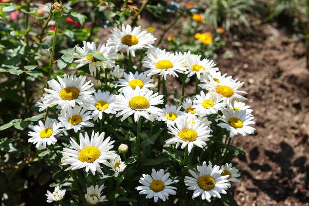 Zagreb: Jasenka Marija Kaštelan ima najljepši vrt na balkonu i ispred zgrade 