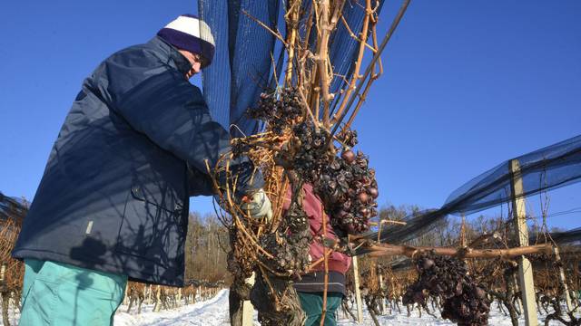 Traminac: Brrr, ovo je bila naša najledenija berba dosad...