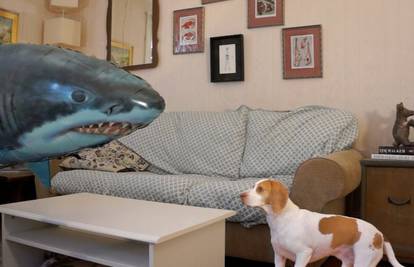 Možda će vas napad morskog na običnog psa nasmijati, ali...