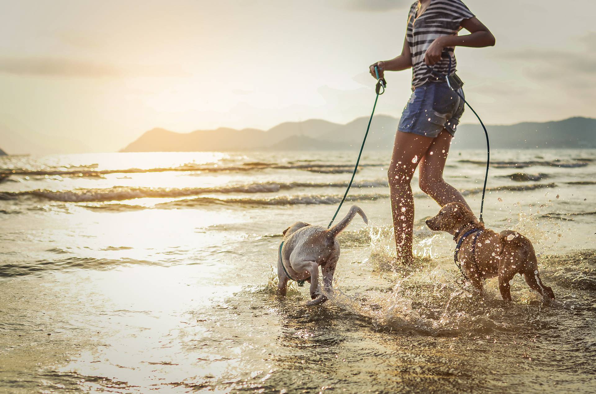 Thai,Dogs,Enjoy,Playing,On,Beach,With,Owner