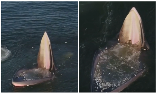 VIDEO Nevjerojatna snimka kita! Ribe mu same uska&ccaron;u u usta, no pozadina toga je tu&zcaron;na