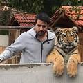 Kazna za držanje tigra može biti pet godina zatvora: 'Bila mi je inspekcija. Sve je po propisima'