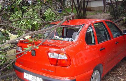 Jaka bura srušila je stablo na parkirane automobile