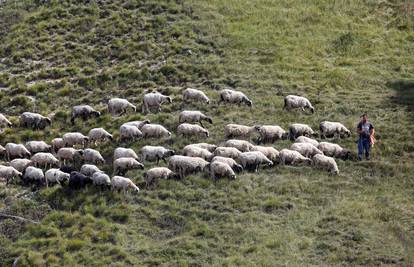 Škotski otok s 11 ljudi u potrazi je za pastirom: Radi se 61 sat mjesečno, plaća je oko 7000 kn