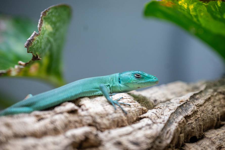 24sata Zagreb: Rodilište u Zoološkom vrtu