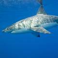 Šokantne snimke iz Teksasa, stotine morskih psina plivaju blizu obale: Budite oprezni!