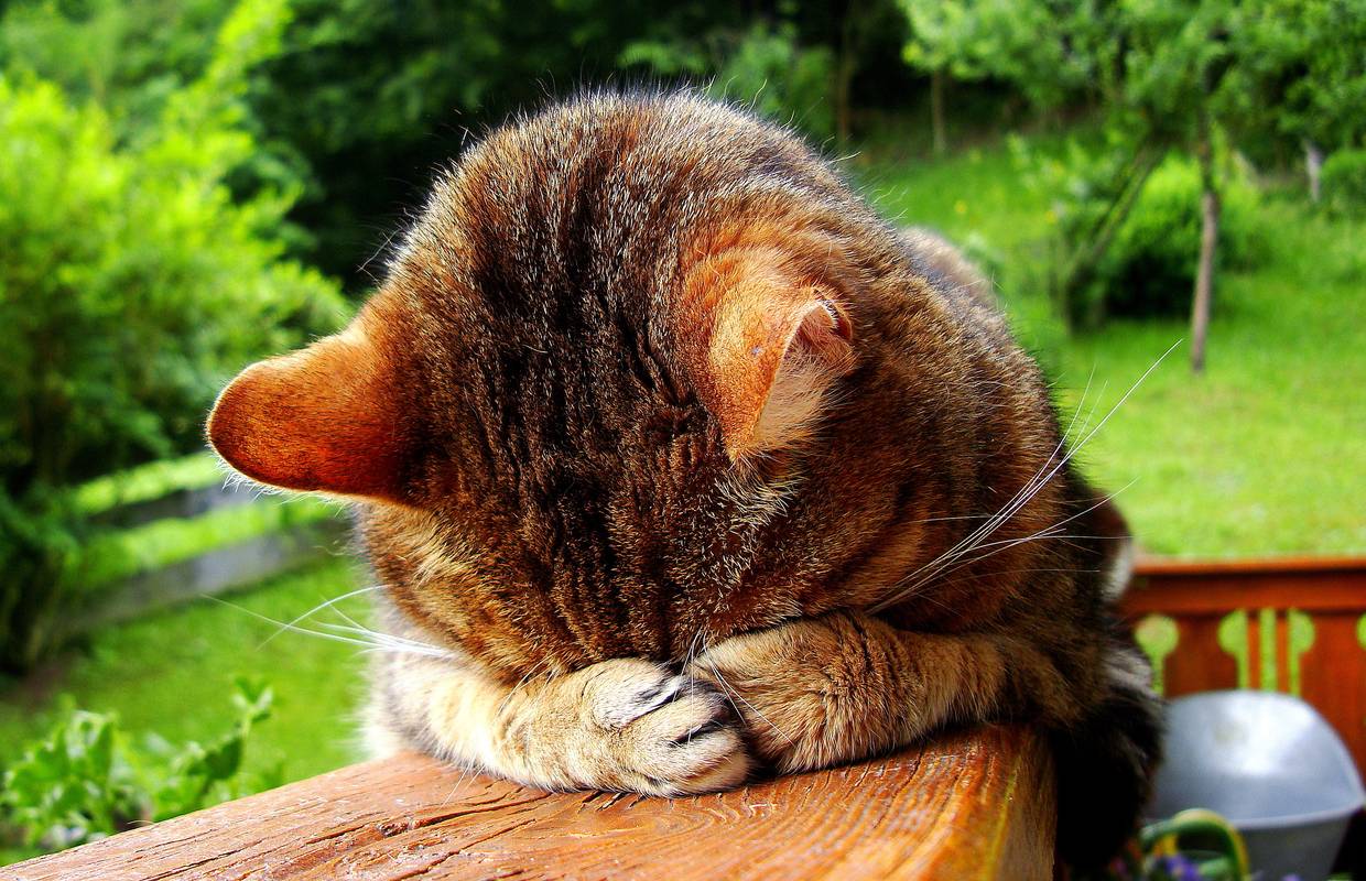 10 najčešćih problema i rješenja koje vlasnici imaju s mačkama