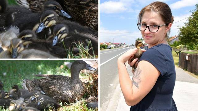Vera  je zahvalna nepoznatom vozaču: 'Zaustavio je promet i spasio moje patke'