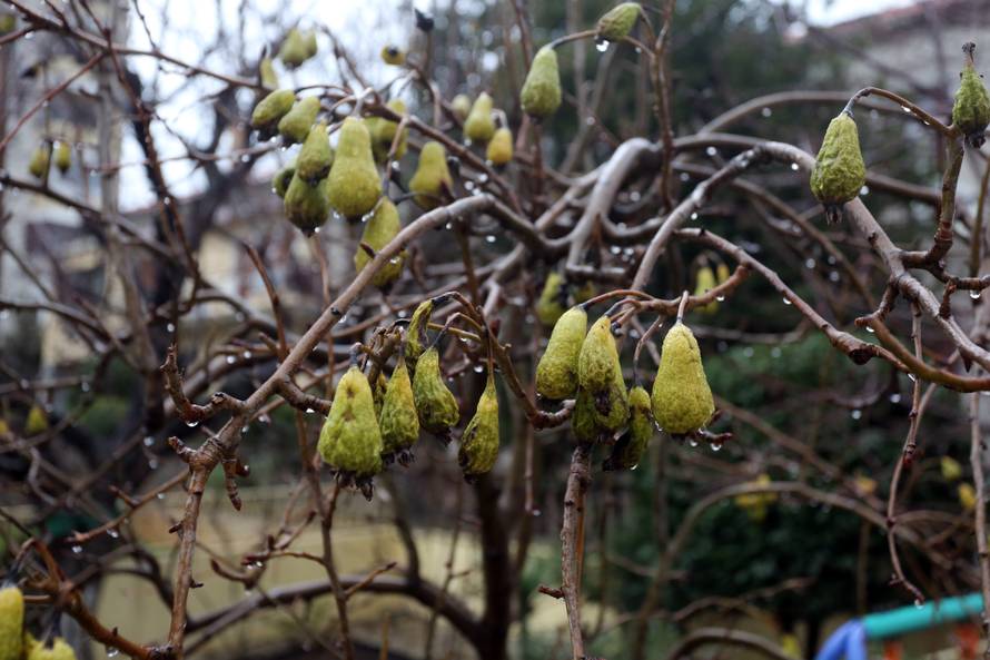 Ludo vrijeme: U voćnjaku su nam već u veljači rodile kruške