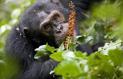Ljudi imaju puno više sličnosti s primatima nego što se mislilo