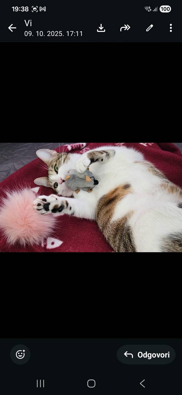 SUPER FOTKE vaših ljubimaca! Neki bi mogli biti viralni hit, ali svi su jednostavno neodoljivi