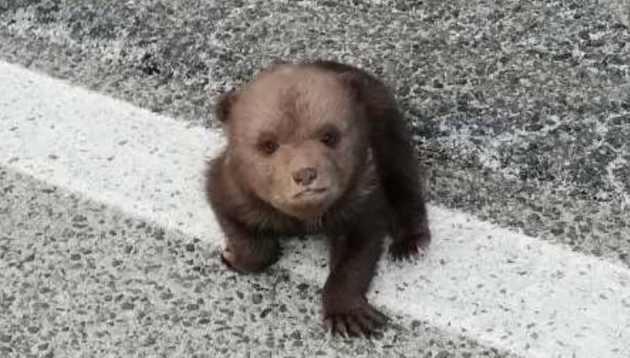 'Mislili smo da je plišani': Išli na posao i spasili malog medu