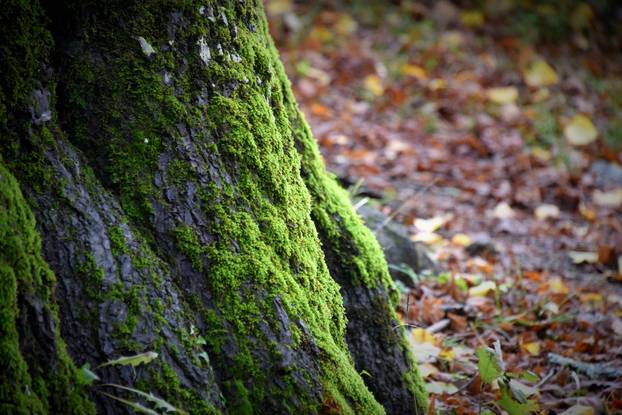 Vodice: Jesenja mističnost Ćićarije