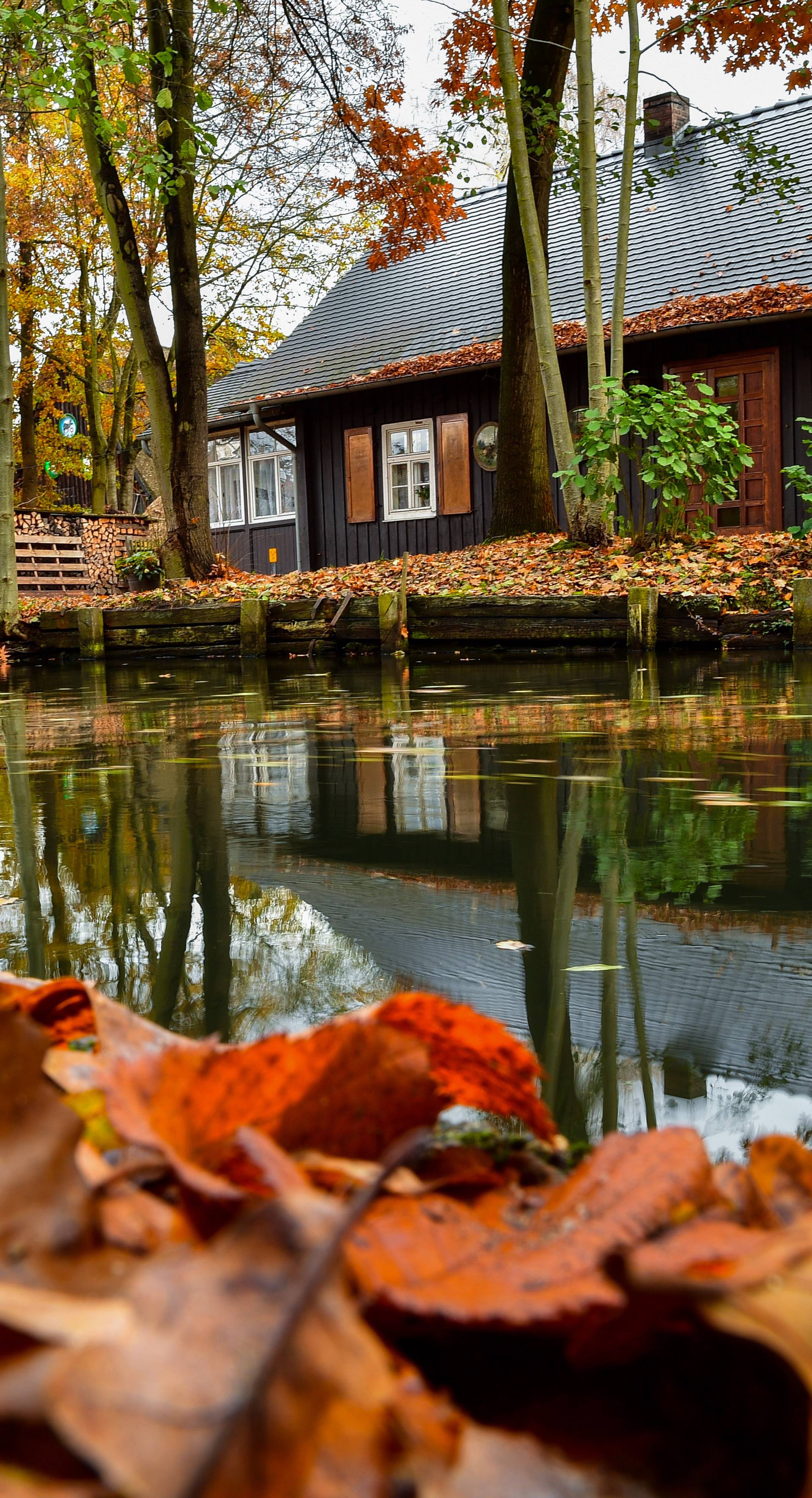 Autumn in Spreewald forest