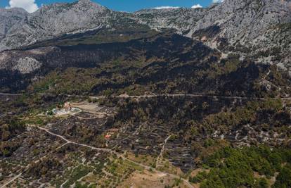 Pošumljavanje opustošene šume u Parku prirode Biokovo