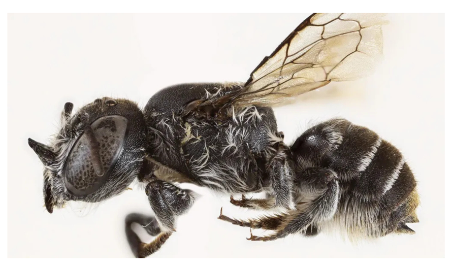 Otkrili su novu vrstu pčele, ima rogove! Dobila ime po hit seriji