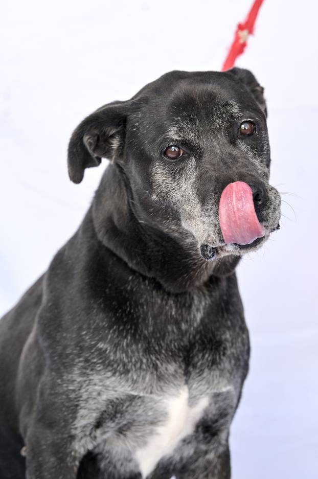 Psi iz Skloništa za nezbrinute životinje Grada Zagreba-Dumovec