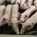U Hrvatskoj se pojavila afrička svinjska kuga, prvi slučajevi u Vukovarsko-srijemskoj županiji