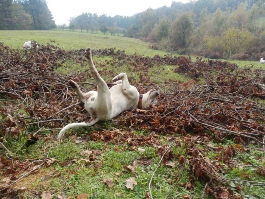 24Ljubimci/Daj šapu