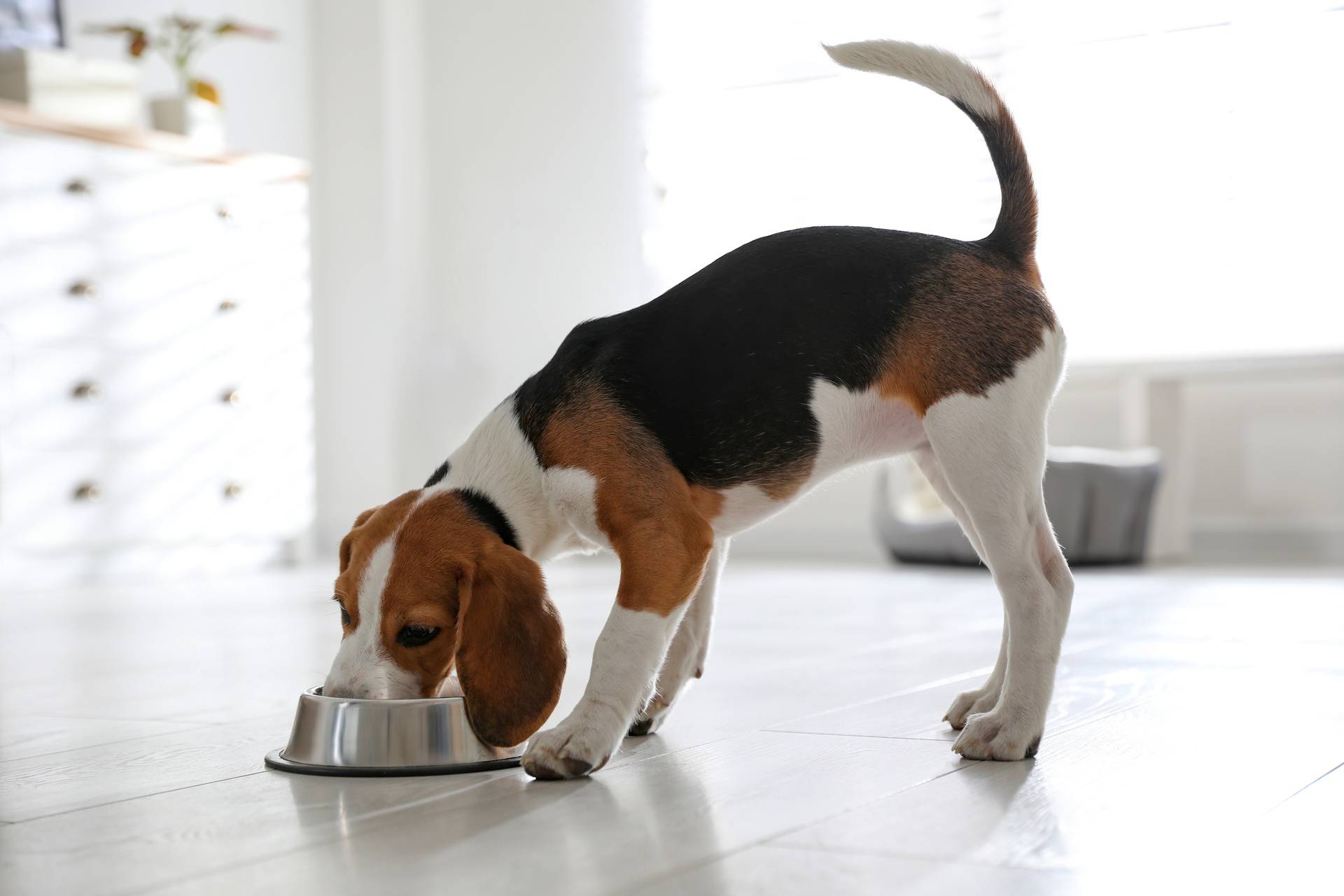 Cute,Beagle,Puppy,Eating,At,Home.,Adorable,Pet