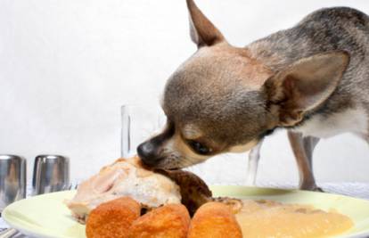 Hranite psa kuhanom hranom? Samo da nisu ostaci s tanjura 