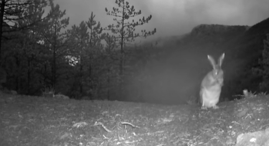 VIDEO Životinjsko carstvo u Paklenici: 'Naše kamere snimile su pravu životinjsku gužvu'