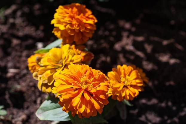 Zagreb: Jasenka Marija Kaštelan ima najljepši vrt na balkonu i ispred zgrade 