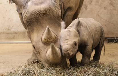 Preslatki mali nosorogić ne odvaja se od svoje majke 
