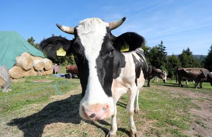 Otkup mlijeka u Lici neće stati, Vindija pregovara s farmerima