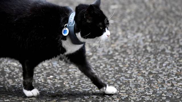 FILE PHOTO: Palmerston, the Foreign Office cat, is seen outside Downing Street in London