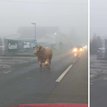 VIDEO Bik trči cestom u Hrastju, vozači oprez! 'Je, je, šmugnul je'