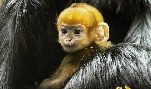 Rodio se preslatki naran&ccaron;asti majmun: 'Rijedak je i ugro&zcaron;en!'