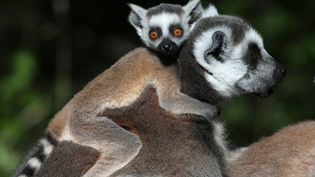 Blair Drummond Safari Park lemurs