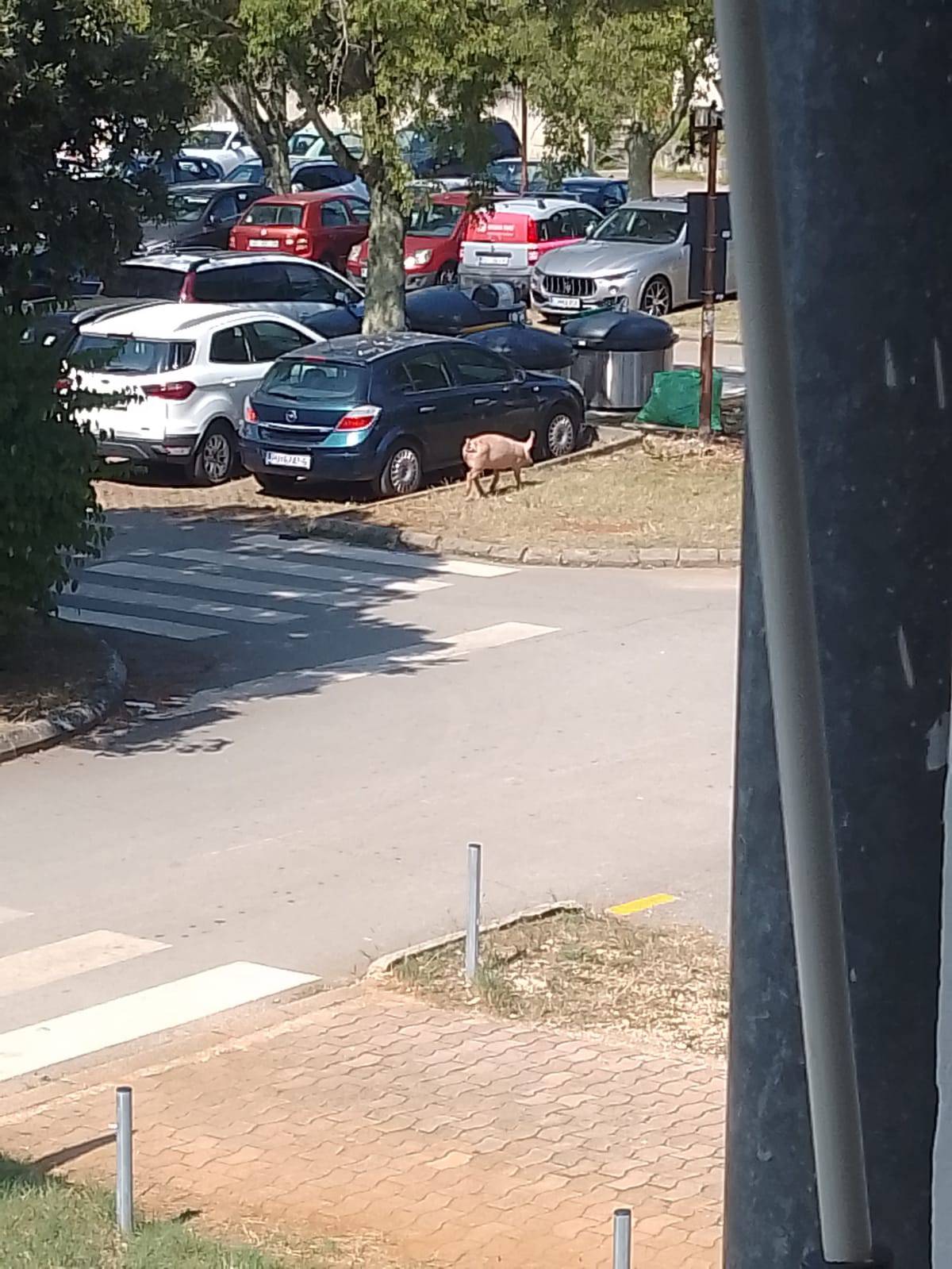 Ljudi kraj Poreča ostali u čudu. U mjestu se pojavile svinje: 'Prelazile su preko zebre...'