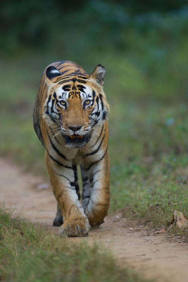 Male tiger called 