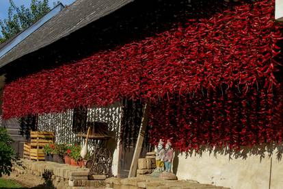 Jesenski prizori: Baranjska crvena paprika suši se na suncu