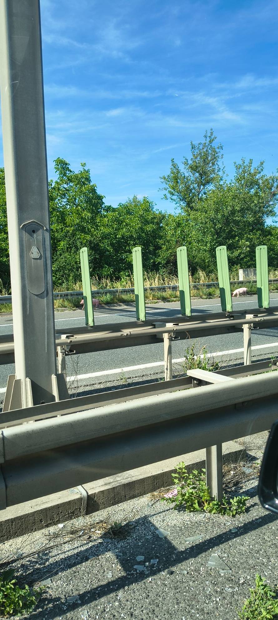 VIDEO Kolaps zbog svinja na obilaznici u Zagrebu, pokušat će ih uhvatiti. Kolona čak 7 km!