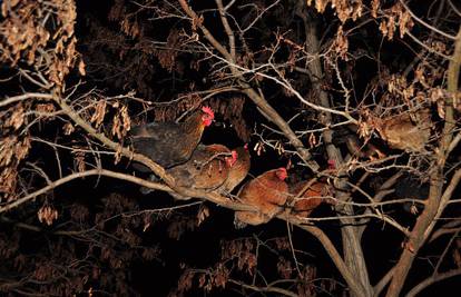 Atrakcija: Neposlušne koke u Valbandonu spavaju na drvetu