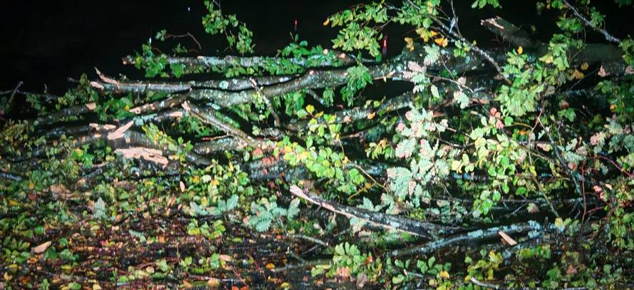 Strašno nevrijeme pogodilo je Zagreb, jak vjetar čupao stabla: 'Oštećeno je i nekoliko auta'