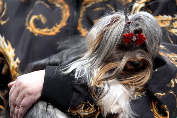 Crufts Dog Show 2025 - Day Two