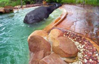 Bizon od 400 kg mu plivao u tek očišćenom bazenu