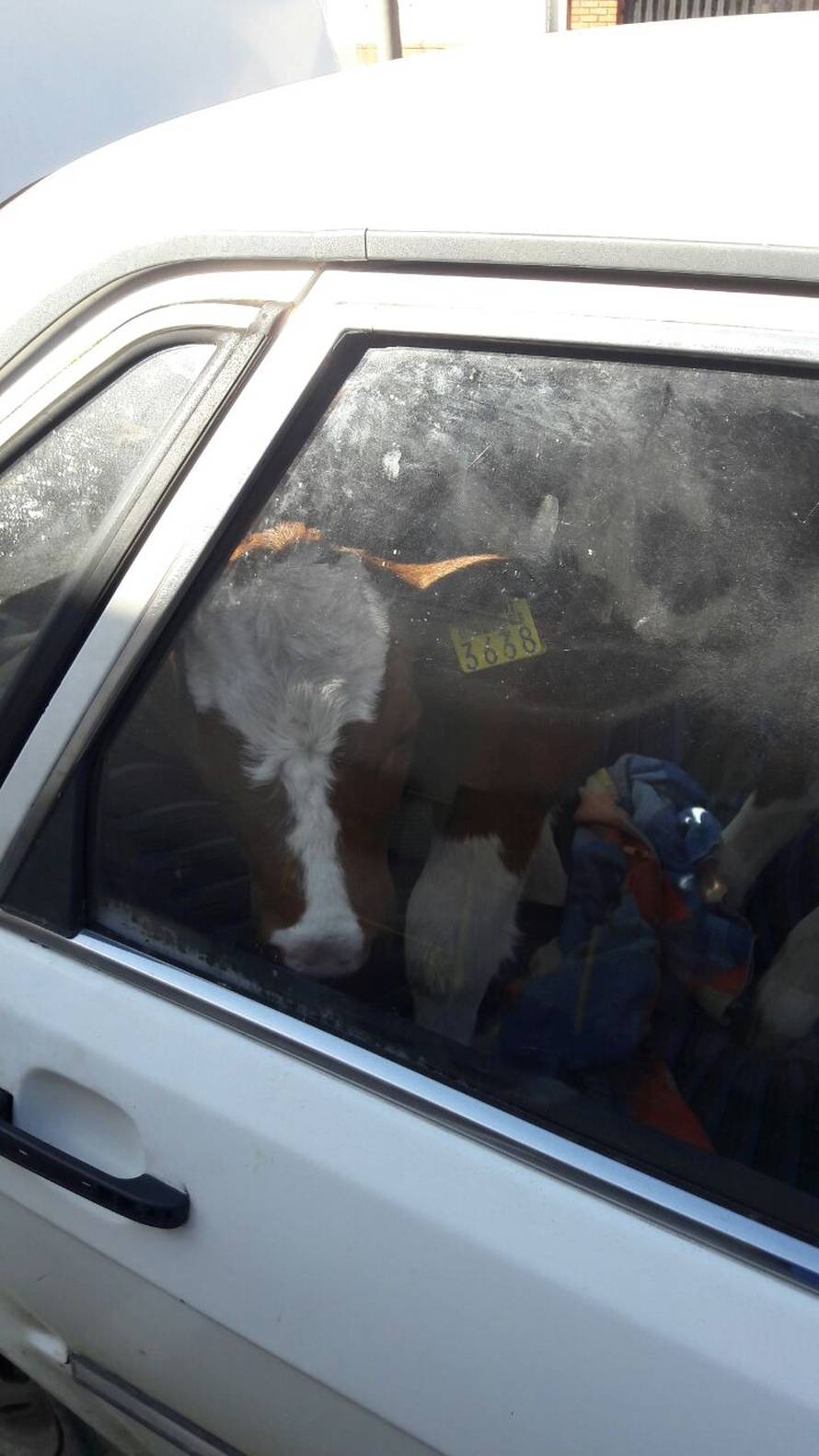 U autu je vozio tele bambi, a onda mu na cesti pukla guma