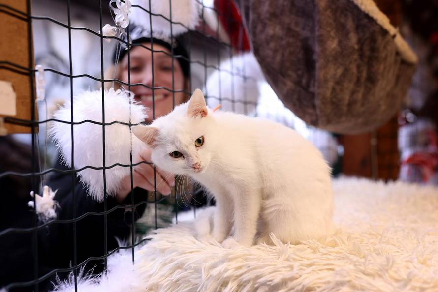 24sata Rijeka: Advent za mačke u Kitten Safe House