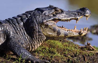 Osuđene na smrt čuvat će krokodili? 'Nisu potkupljivi'